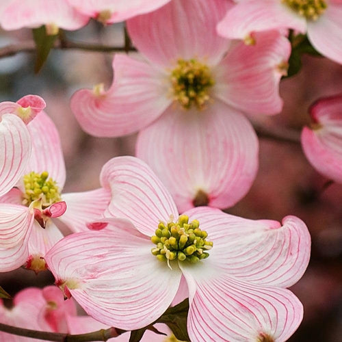1 gal Pink Flowering Dogwood Tree R70483