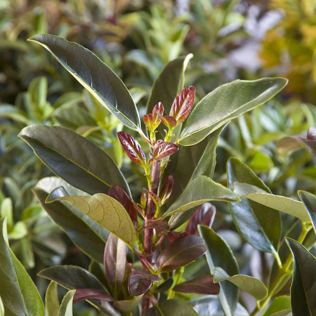 3 Gallon Flowering Evergreen Shrub F190