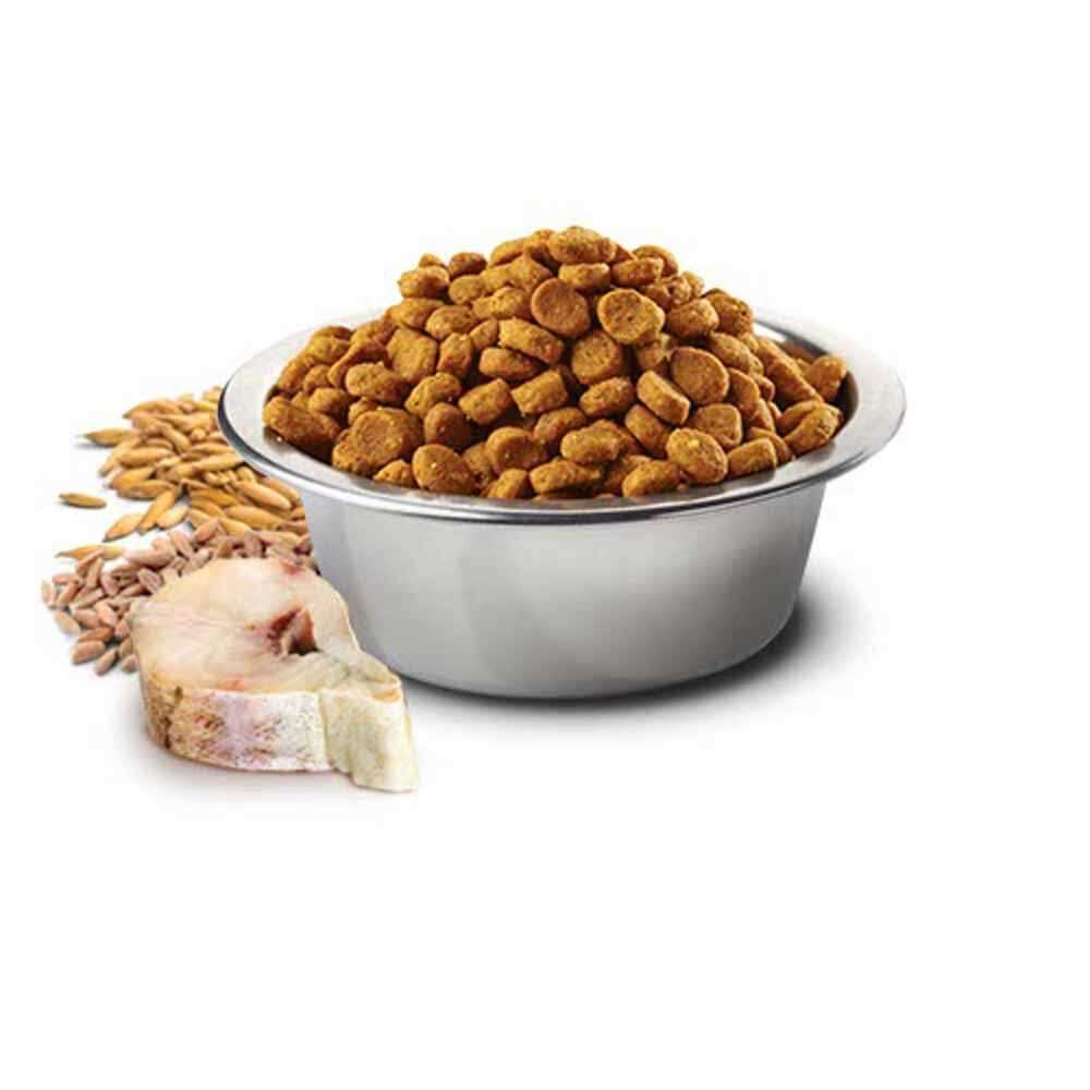 Cod & Orange Adult Mini Dry Dog Food K21421