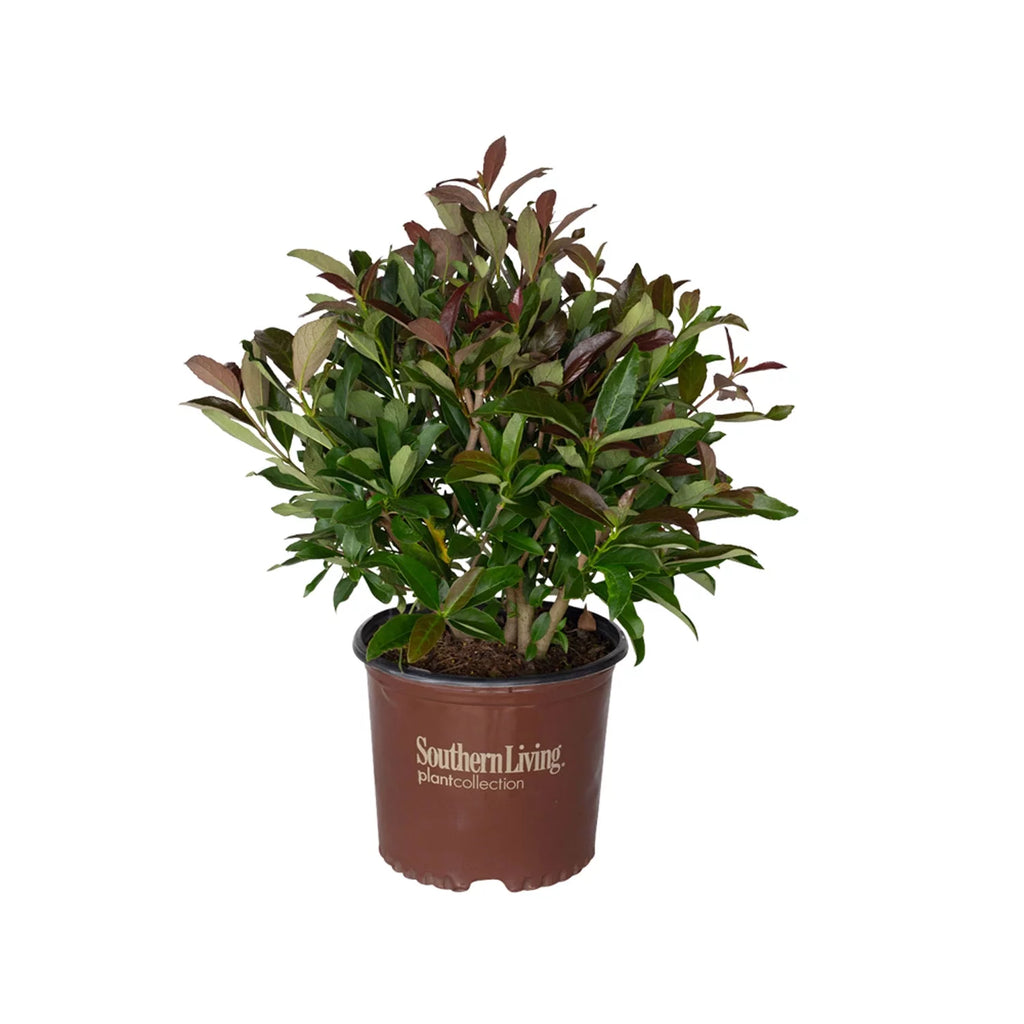 3 Gallon Flowering Evergreen Shrub F190