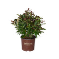 3 Gallon Flowering Evergreen Shrub F190