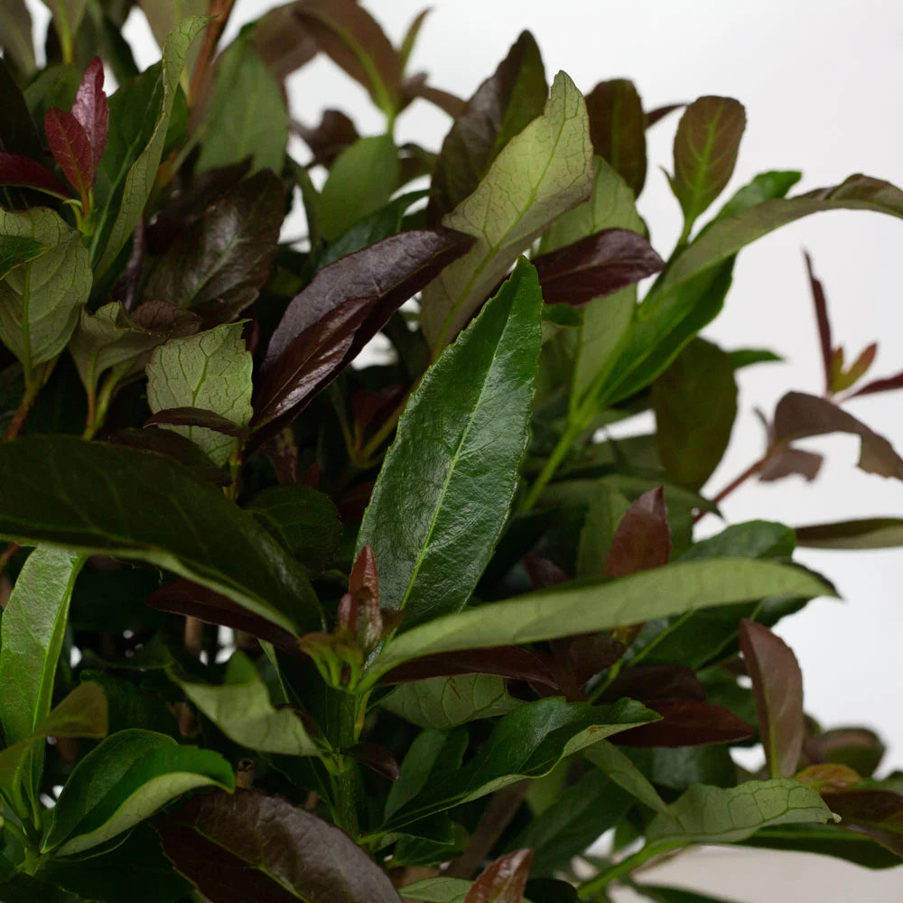 3 Gallon Flowering Evergreen Shrub F190