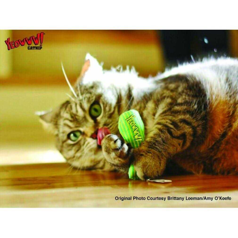 Catnip Sardines X6685