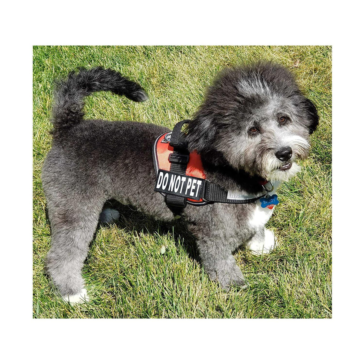 Dog Vest Harness with 2 Reflective Removable Patches F1872