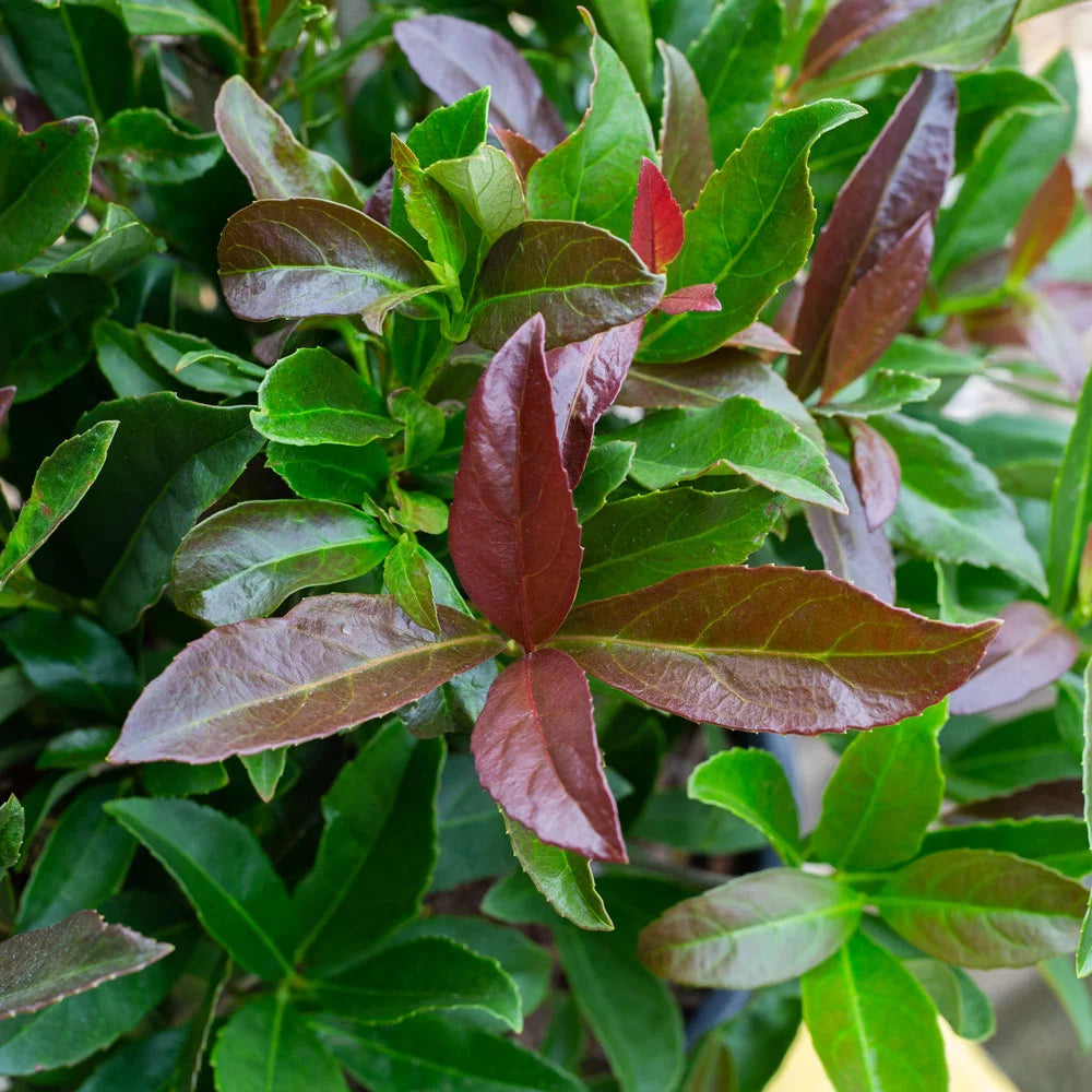 3 Gallon Flowering Evergreen Shrub F190