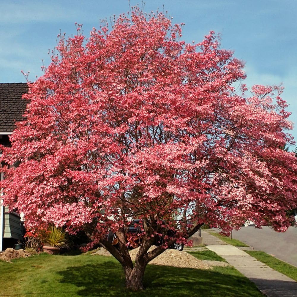 1 gal Pink Flowering Dogwood Tree R70483