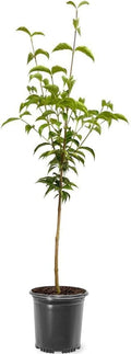 1 gal Pink Flowering Dogwood Tree R70483