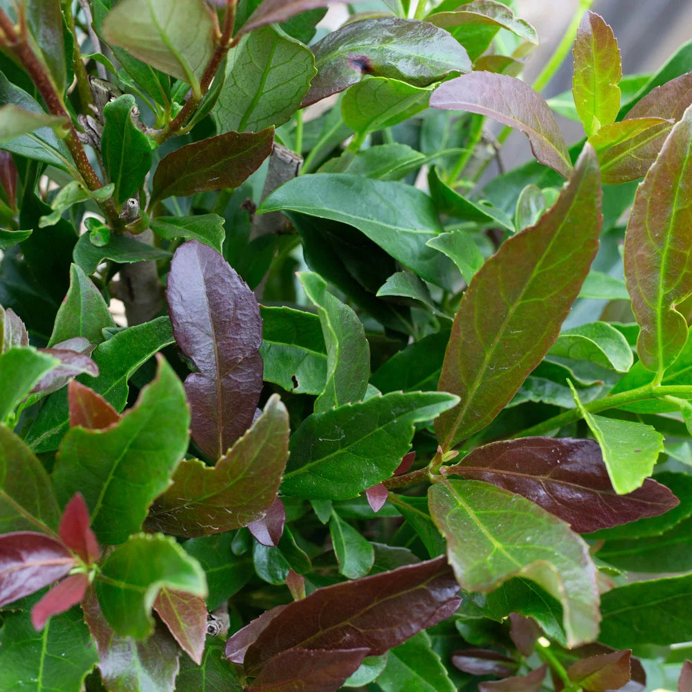 3 Gallon Flowering Evergreen Shrub F190
