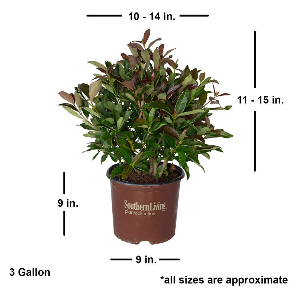 3 Gallon Flowering Evergreen Shrub F190