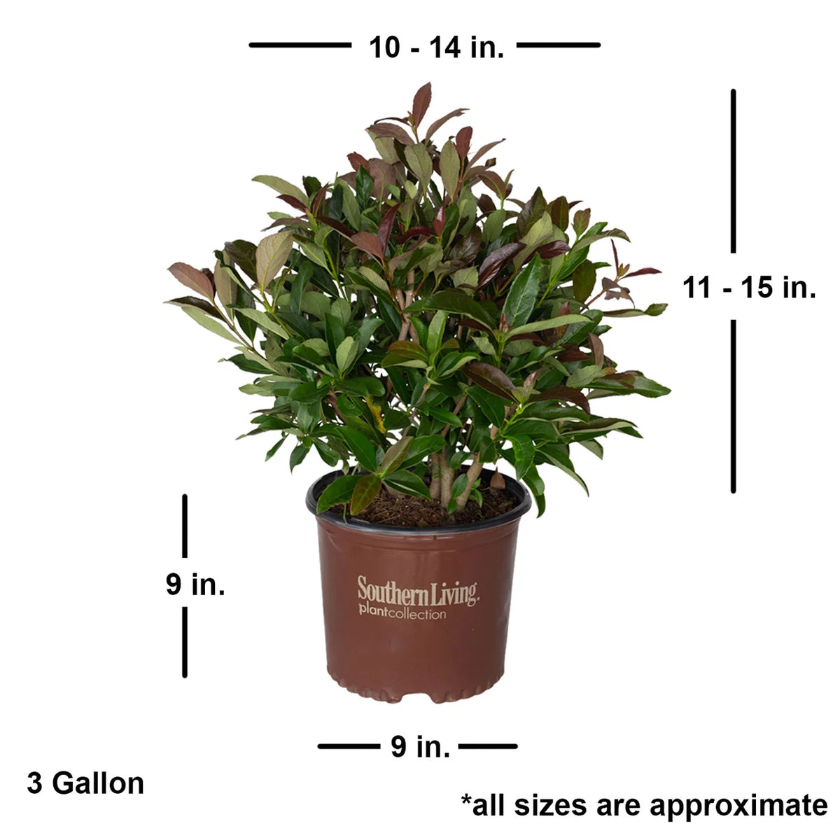 3 Gallon Flowering Evergreen Shrub F190
