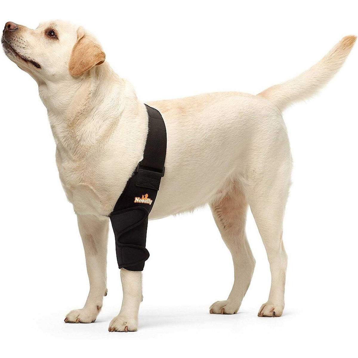 Dog Elbow Brace Protector Pads C4397