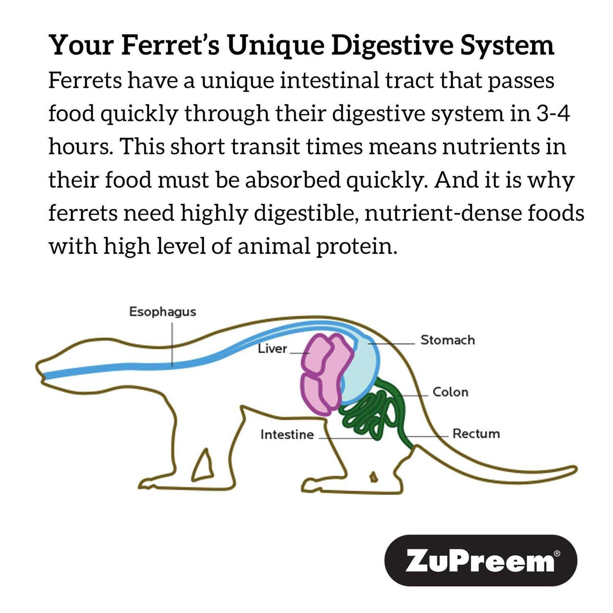 Premium Ferret Diet F191