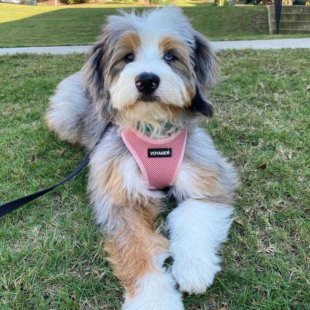 Adjustable Step In Dog Harness V4281