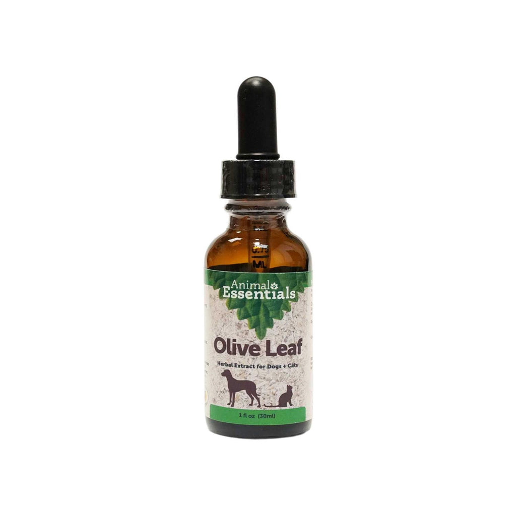 Olive Leaf Herbal Extract X72970