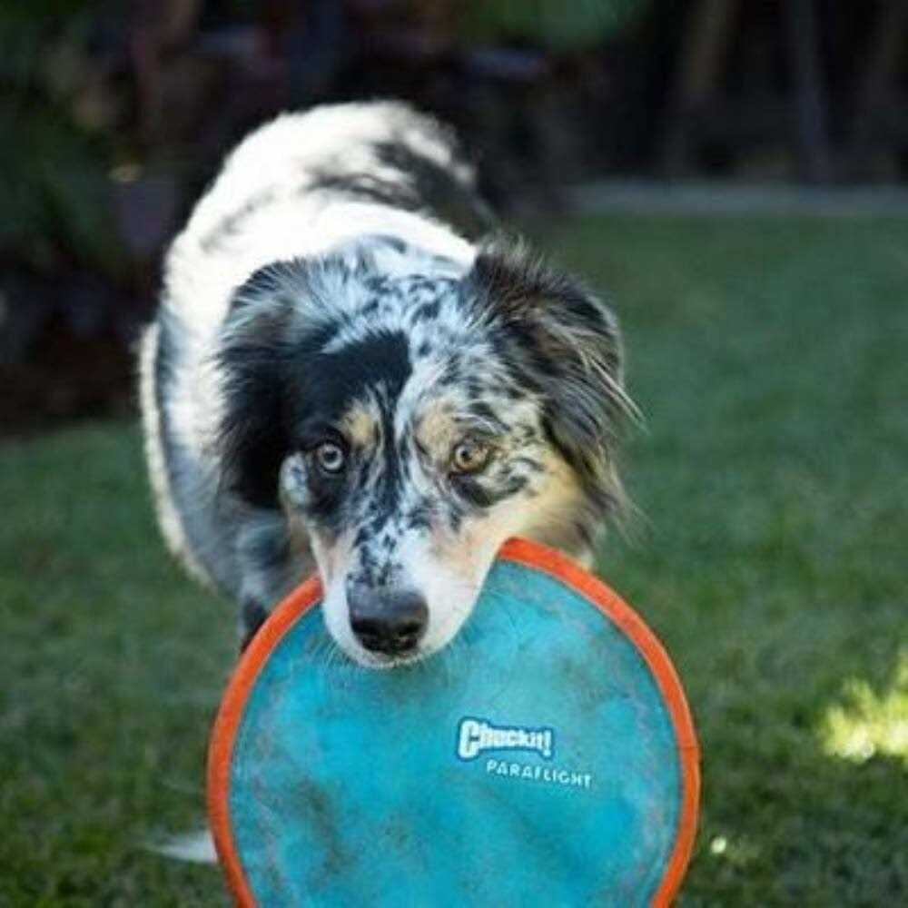 Dog Toy R757442