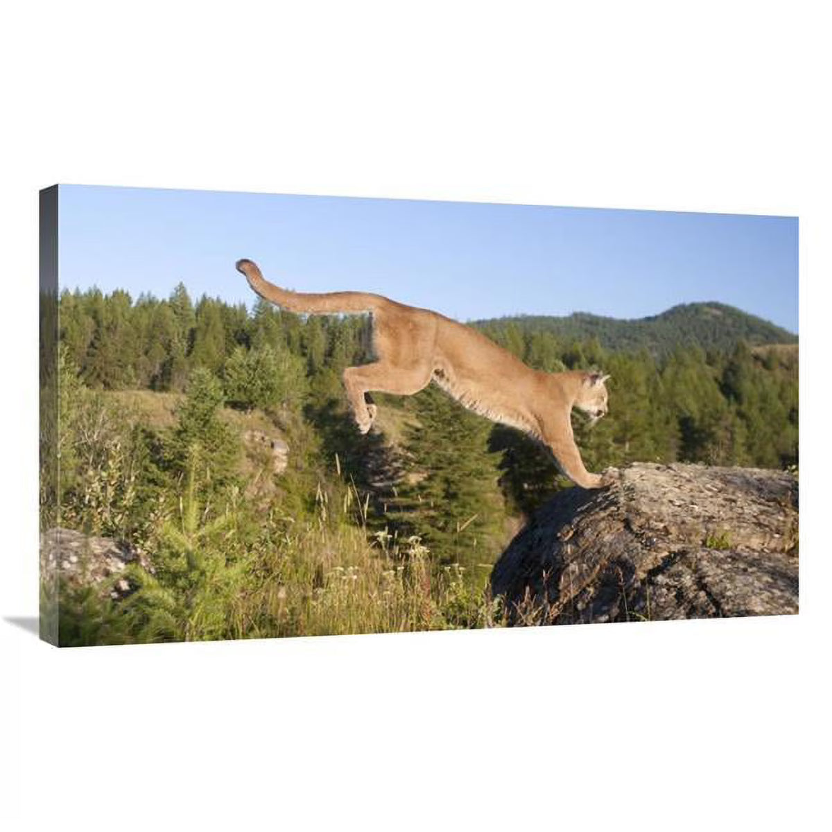 Mountain Lion Jumping Art Print G537