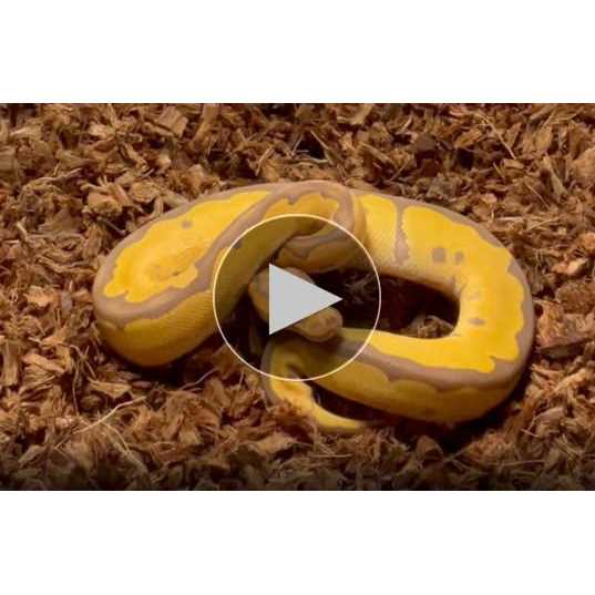 Coarse Coconut Husk Reptile Bedding M463